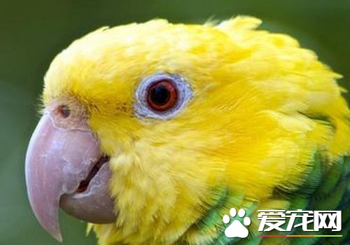 帝王亞馬遜鸚鵡學舌能力 學舌能力還是很強的