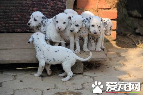 大麥町犬屬什么犬種 以前被作為馬車的護衛犬
