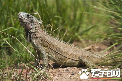 綠鬣蜥怎么繁殖 綠鬣蜥繁殖需要注意的事項