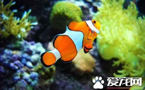 養魚需要什么條件 養魚必須先養好水