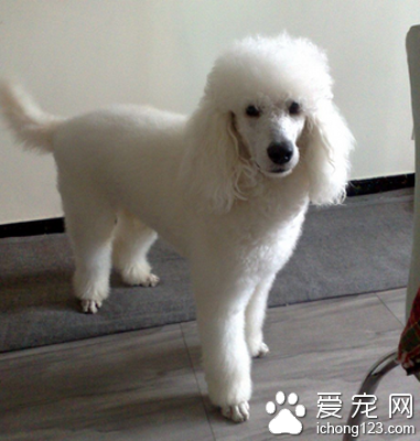 迷你貴賓犬能長多大 是一種忠實的犬種