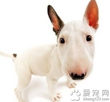 如何挑選牛頭梗 最好選擇性格外向的