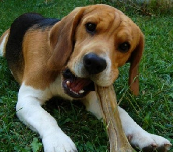 哈利犬的性格 該犬對人非常的友善