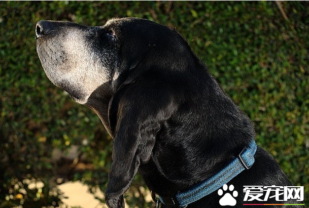 黑褐獵浣熊犬吃什么 黑褐獵浣熊犬喂食要點