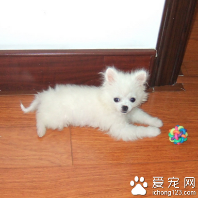 什么小型犬最可愛 狗狗都有不同的特點