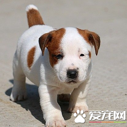杰克羅素梗貴嗎 杰克羅素梗犬價格在2500左右