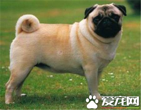 純種巴哥犬產地 純種巴哥犬原產于中國