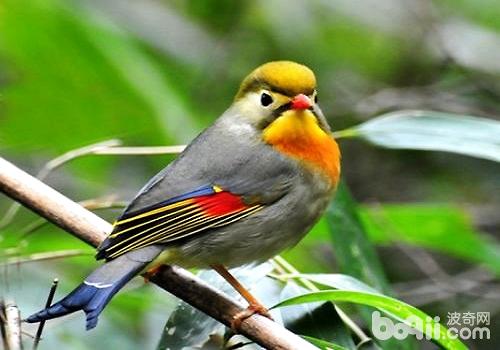 相思<a href=/zhonglei/niao/ target=_blank class=infotextkey>鳥</a>多少錢一只？