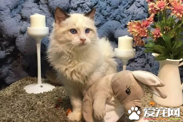 布偶貓容易掉毛嗎 讓布偶貓不掉毛的方法只有一個