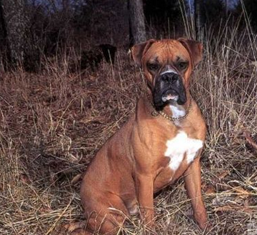 拳師犬的形態特征 身體各部位比例協調