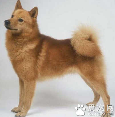 芬蘭獵犬的性格 該犬易于和孩子相處