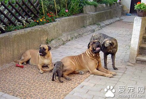 馬士提夫犬的形態特征 被用來做警備犬