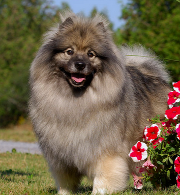 荷蘭毛獅犬的形態特征 外形與博美很相像