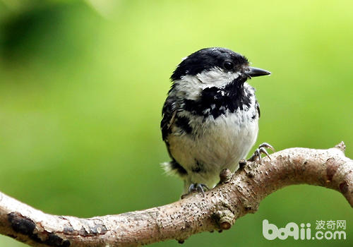 為什么<a href=/zhonglei/niao/ target=_blank class=infotextkey>鳥</a>會去撞飛機