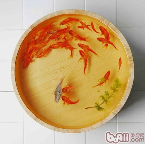 金<a href=/zhonglei/fish/ target=_blank class=infotextkey>魚</a>飼養中傳統容器的介紹