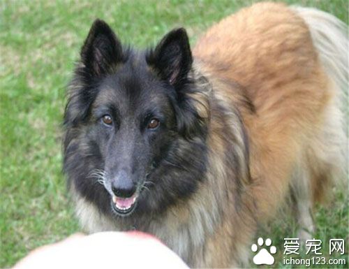   比利時坦比連犬的特點 它不十分好斗