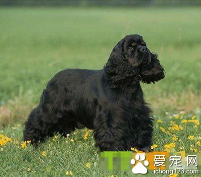 可卡聰明嗎 狗狗智商排名第18位