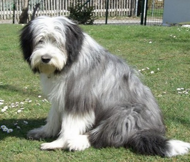 古代長須牧羊犬的形態特征 有雙層被毛