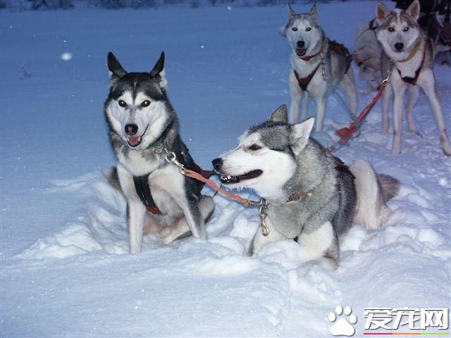 哈士奇幼犬喂養 哈士奇幼犬的飲食管理重要性