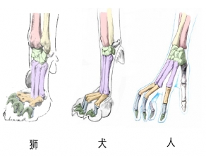 拒絕殘忍去爪術