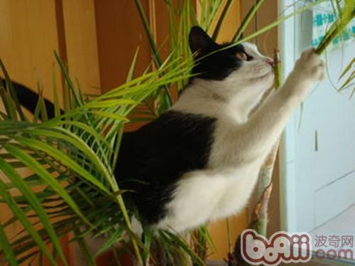 哪些<a href=/zhonglei/mao/ target=_blank class=infotextkey>貓</a>咪容易成為“破壞王”