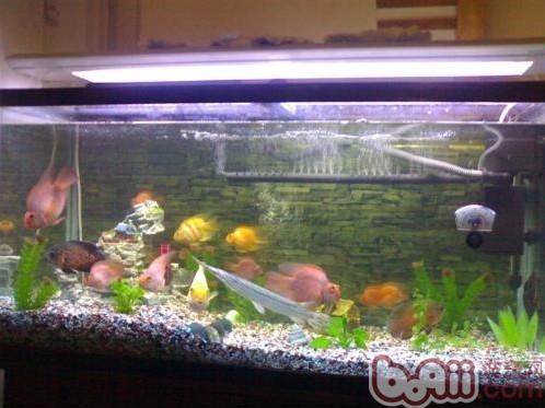 談談<a href=/zhonglei/fish/ target=_blank class=infotextkey>魚</a>缸上濾與魚缸過濾桶