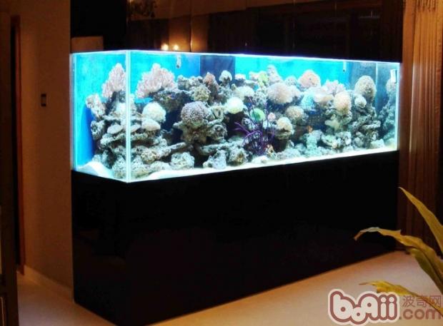 細數五種常見水族箱的優缺點