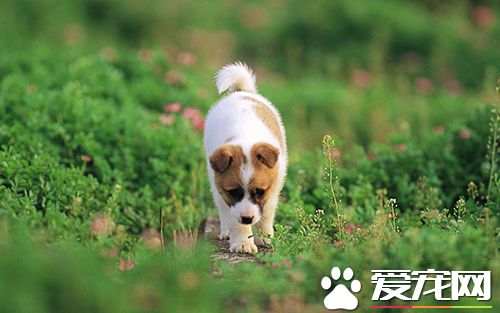 如何讓狗學會獨處  讓狗熱愛同類