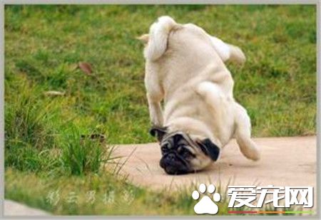 純種巴哥犬產地 純種巴哥犬原產于中國
