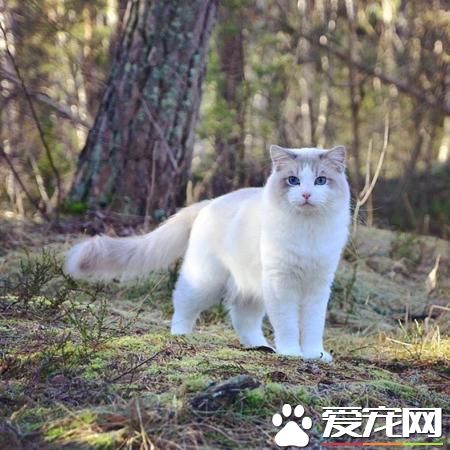 布偶貓多大開始認主人 布偶貓把你當主人的幾個表現