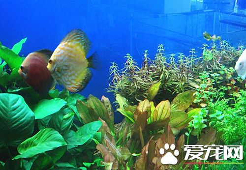 養魚需要些什么 新手養魚哪些注意事項