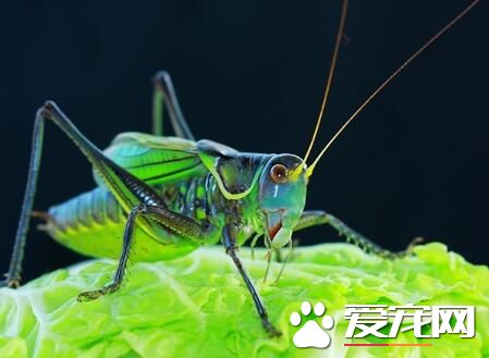 蟈蟈與蛐蛐的區別 蟈蟈是草綠色且不發亮