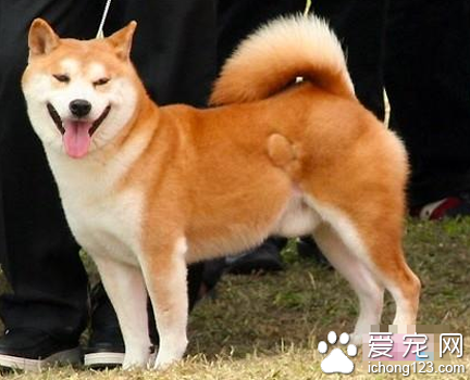  秋田犬能活多少年 一般壽命12年左右