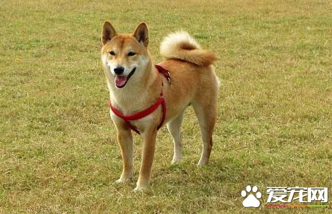 柴犬訓練方法 訓練柴犬原來這么簡單，只需這三招