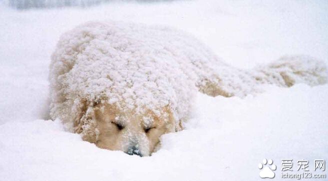 大白熊犬智商 排名64能與野狼野熊抗衡