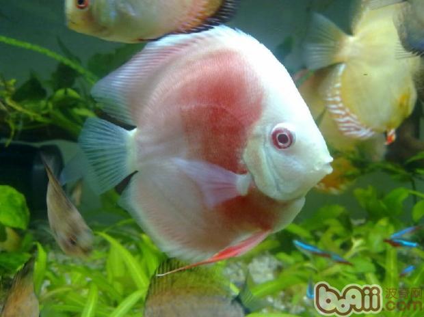 常見觀賞<a href=/zhonglei/fish/ target=_blank class=infotextkey>魚</a>品種大全