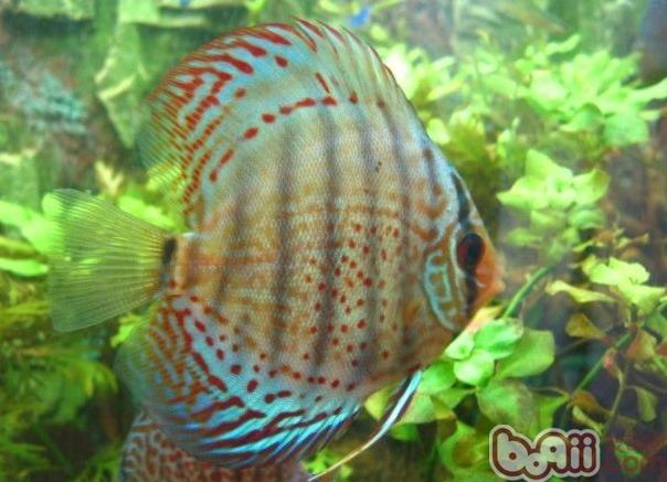 野生七彩神仙的資料介紹