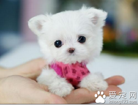 茶杯犬壽命多長 一般壽命在15歲左右
