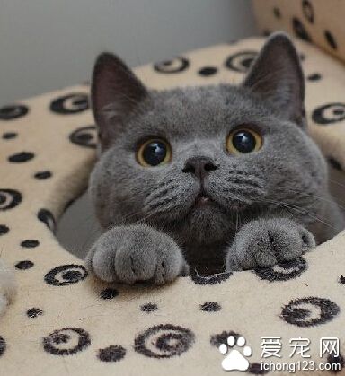英國短毛貓的顏色 不同毛色瞳孔色不一樣