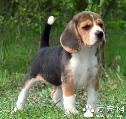 什么狗狗好訓練 性格決定能否好訓練