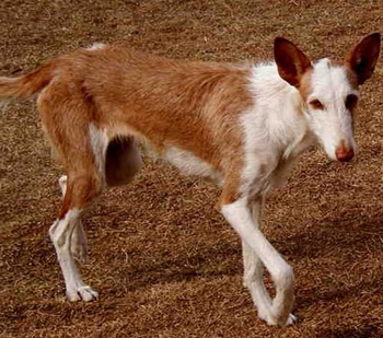 依比沙獵犬的性格 該犬的性格比較冷靜