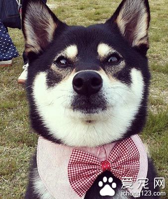 柴犬智商排名 有與生俱來的威武氣質