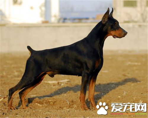 大型杜賓犬好養 在大型犬里是不好養的