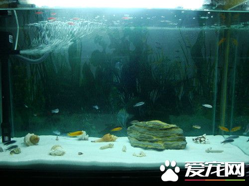 客廳養魚在什么位置好 客廳養魚是可以的