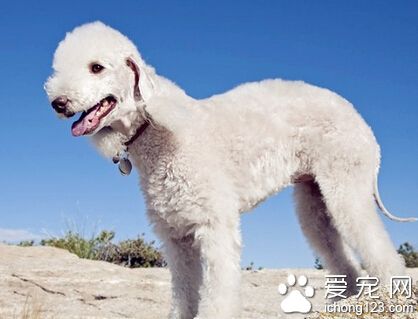 貝靈頓梗的特點 它有一顆獅子般的心