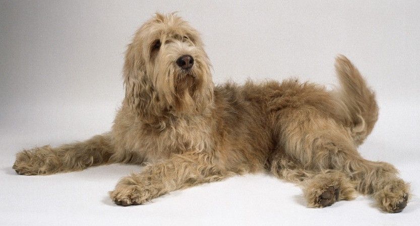 奧達獵犬的特點 人類的伴侶