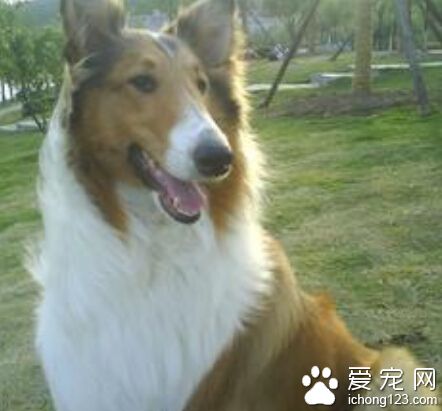 蘇格蘭牧羊犬智商  排在狗狗智商排行榜16位