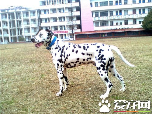 大麥町犬兇嗎 大麥町犬一點都不兇的狗狗