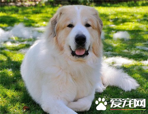 大白熊犬起什么名字 可以起個簡單上口的名字