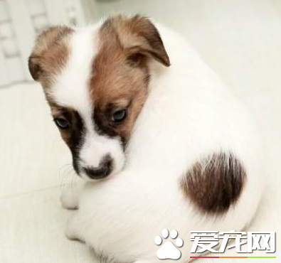 杰克羅素梗犬吃什么 生食喂養搭配合成營養物質